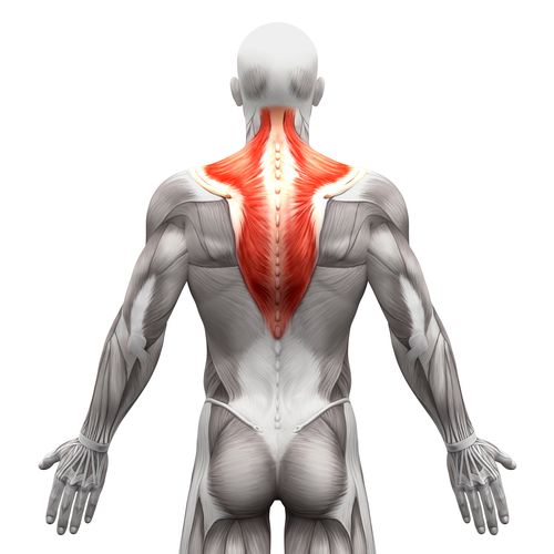 Trapezius muscle highlighted on the upper back and neck